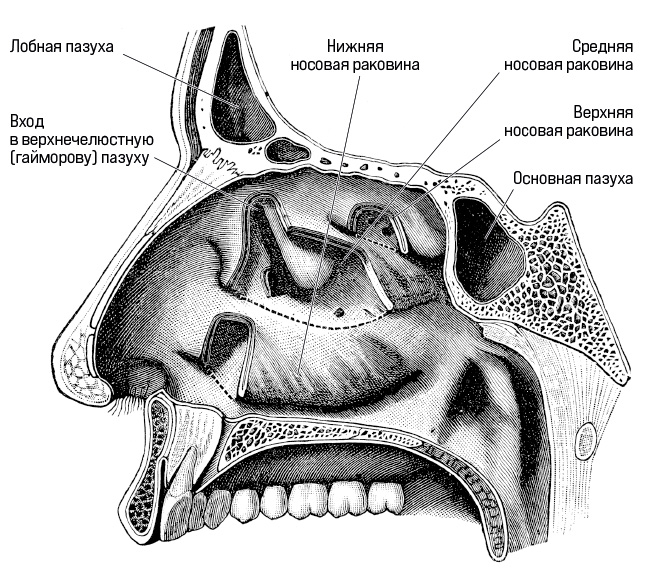 Дышите носом. Что нужно знать о современных методах лечения болезней носа - i_005.png