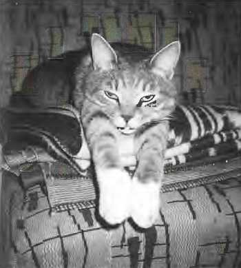 Антология Сатиры и Юмора России XX века. Том 31. Ефим Смолин - _18.jpg_0