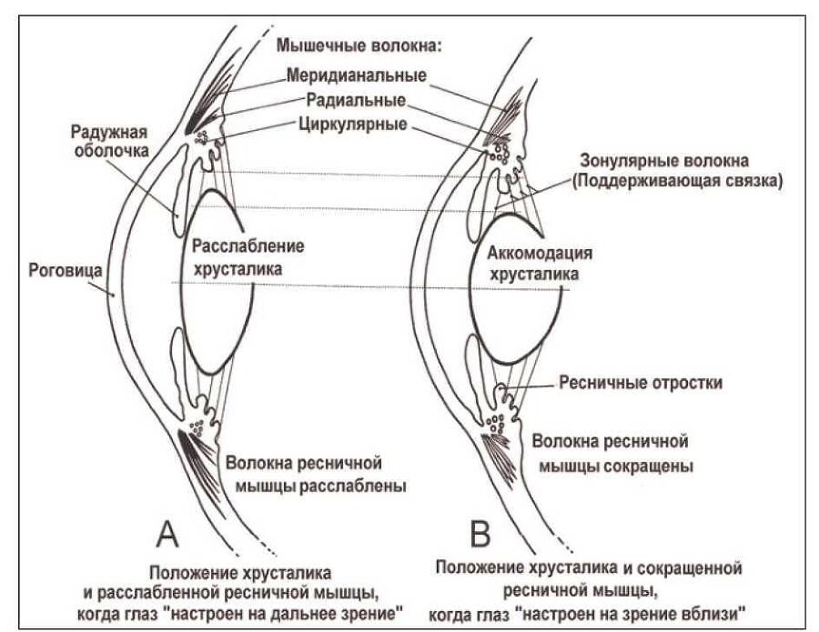 Поколение близоруких. Теория зрительной адаптации - _1.jpg