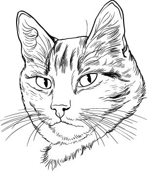 Тайна третьего котёнка - i_028.jpg