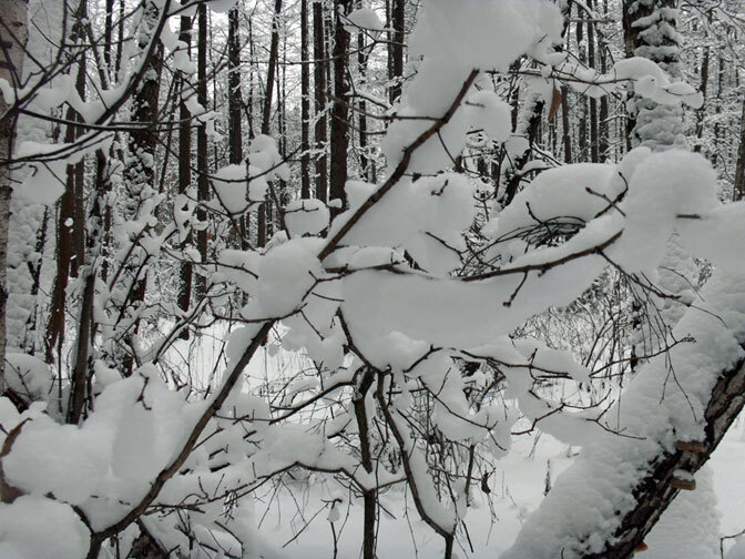 Год Быка - i_019.jpg