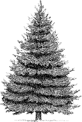 Круг Года: викканские праздники, их атрибуты и значение. Викканская магия: настольная книга современной ведьмы - i_006.png