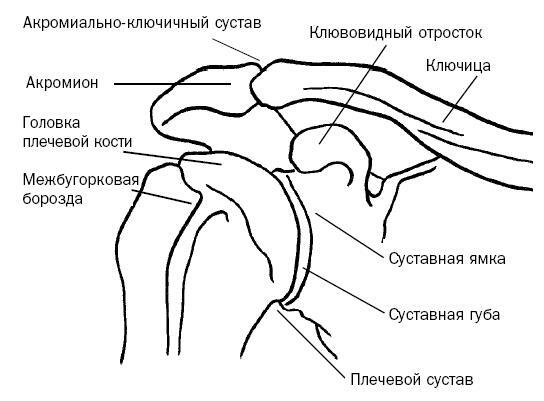 Синдром «замороженного» плеча. Терапия триггерных точек для преодоления боли и восстановления диапазона движений - i_011.jpg