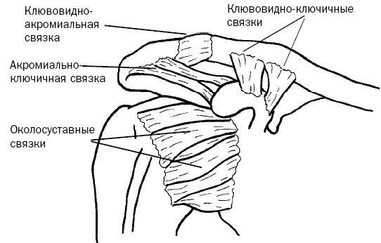 Синдром «замороженного» плеча. Терапия триггерных точек для преодоления боли и восстановления диапазона движений - i_012.jpg