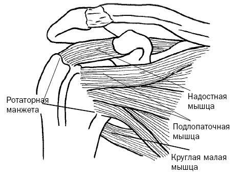 Синдром «замороженного» плеча. Терапия триггерных точек для преодоления боли и восстановления диапазона движений - i_013.jpg