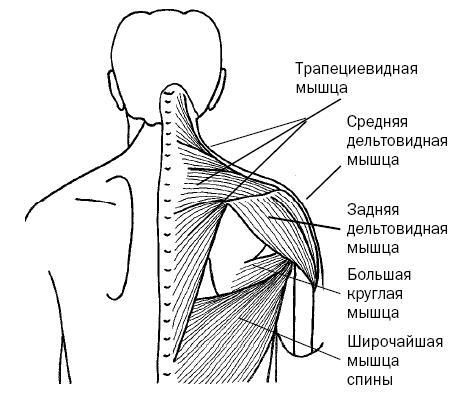 Синдром «замороженного» плеча. Терапия триггерных точек для преодоления боли и восстановления диапазона движений - i_017.jpg