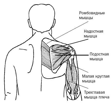 Синдром «замороженного» плеча. Терапия триггерных точек для преодоления боли и восстановления диапазона движений - i_018.jpg