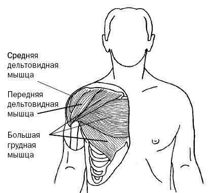 Синдром «замороженного» плеча. Терапия триггерных точек для преодоления боли и восстановления диапазона движений - i_021.jpg