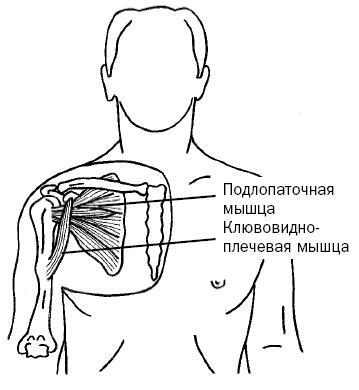 Синдром «замороженного» плеча. Терапия триггерных точек для преодоления боли и восстановления диапазона движений - i_023.jpg