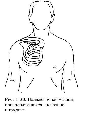 Синдром «замороженного» плеча. Терапия триггерных точек для преодоления боли и восстановления диапазона движений - i_024.jpg