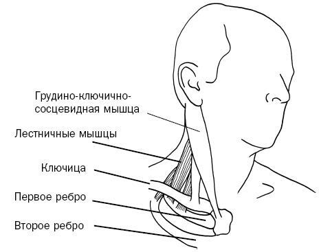 Синдром «замороженного» плеча. Терапия триггерных точек для преодоления боли и восстановления диапазона движений - i_026.jpg