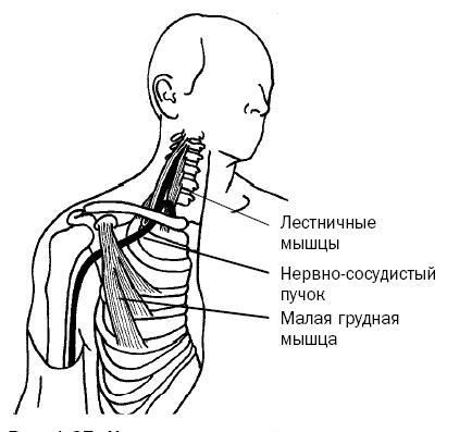 Синдром «замороженного» плеча. Терапия триггерных точек для преодоления боли и восстановления диапазона движений - i_028.jpg