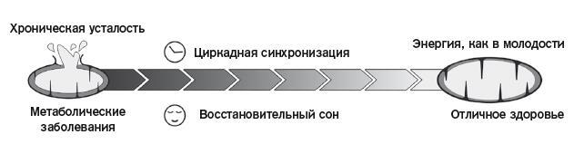 Еда для энергии. Как победить усталость, зарядить свой мозг и быть активным целый день - i_005.jpg