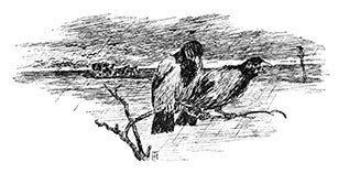 Вечера на хуторе близ Диканьки. Миргород. Петербургские повести - _0115.jpg