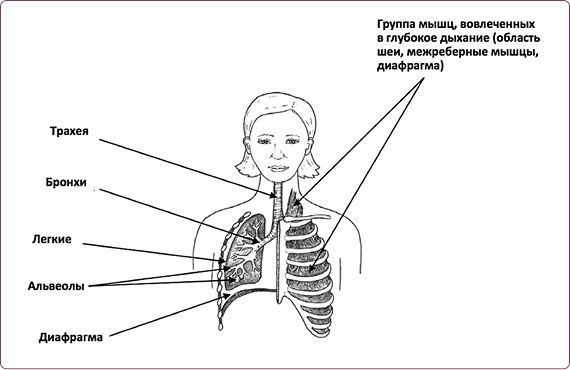 Правильная осанка – долгая молодость: Система Осьмионика. Воскресение лица, или Обыкновенное чудо: Теория и практика восстановления молодости. Мир лица и его тайны: Методика возвращения молодости - i_076.jpg