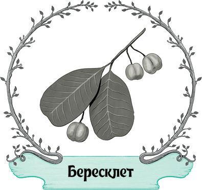 Магия деревьев: Как соединиться с их духом и стать мудрее. Древняя магия деревьев: Как распознавать и работать с ними в духовной и магической практике. Кельтские ритуалы с деревьями: Церемонии для тринадцати лунных месяцев и одного дня - i_032.jpg