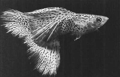 Чем престижна профессия строителя. Немного моря за стеклом ("Сделай сам" №1∙2020) - _22.jpg_0