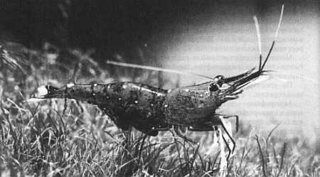 Чем престижна профессия строителя. Немного моря за стеклом ("Сделай сам" №1∙2020) - _23.jpg_0