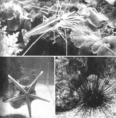 Чем престижна профессия строителя. Немного моря за стеклом ("Сделай сам" №1∙2020) - _24.jpg_0