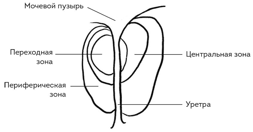 Простатит. Современный подход к диагностике и лечению - i_005.png