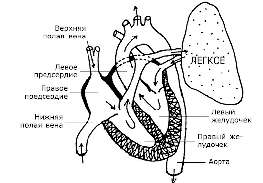 Проблемы сердца и органов кровообращения - i_001.png