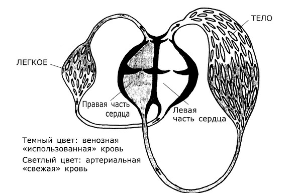 Проблемы сердца и органов кровообращения - i_002.png