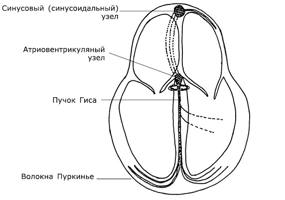 Проблемы сердца и органов кровообращения - i_004.png