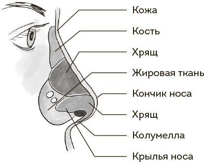 Болезни уха, горла, носа. Современный взгляд на причины и лечение - i_007.jpg