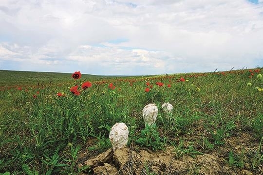 Путеводитель по грибным местам. Степи, луга, болота и тундра - i_015.jpg