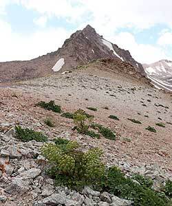 Сильфий - трава ангела - i_098.jpg