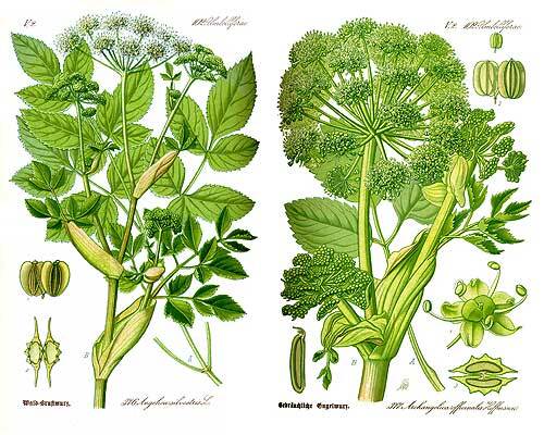 Сильфий - трава ангела - i_103.jpg