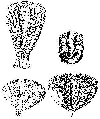 История земли и жизни на ней - img24.png