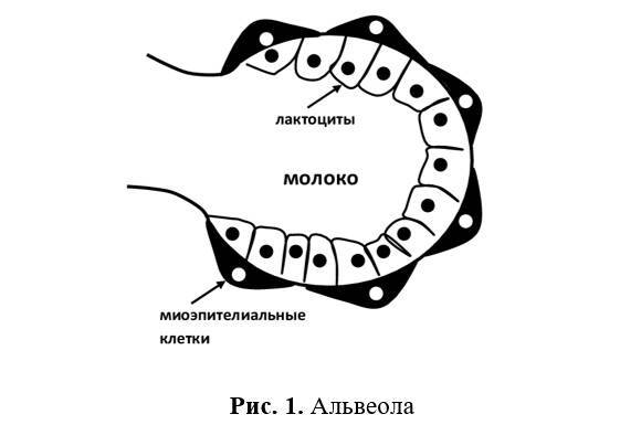 Здоровье молочных желез - _0.jpg