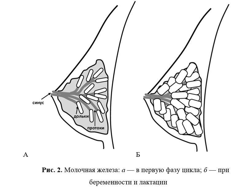 Здоровье молочных желез - _1.jpg