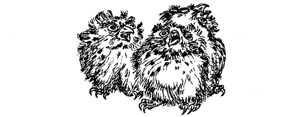 Новый Ной - i_027.png