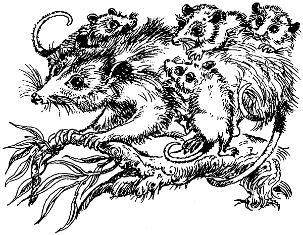 Новый Ной - i_044.png