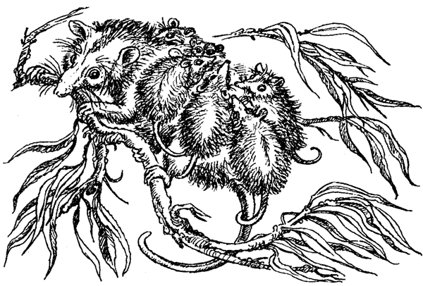 Новый Ной - i_084.png