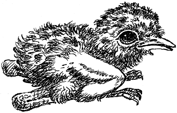 Новый Ной - i_086.png