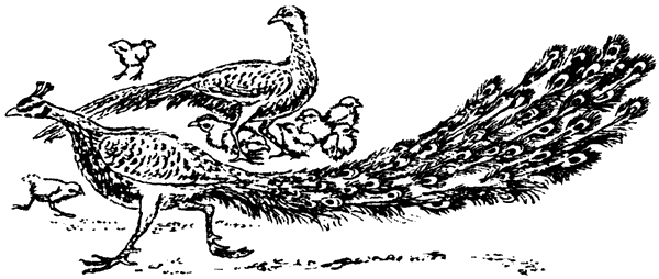 Только звери. Сад богов. Пикник и прочие безобразия. - i_025.png