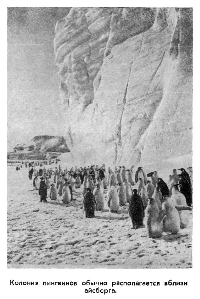 С аквалангом в Антарктике - i_010.jpg