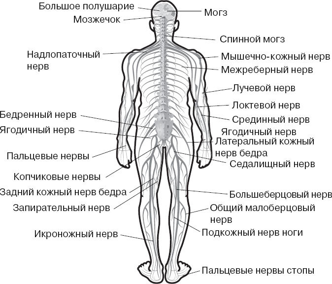Анатомия для ищущих свой пупок - _31.jpg