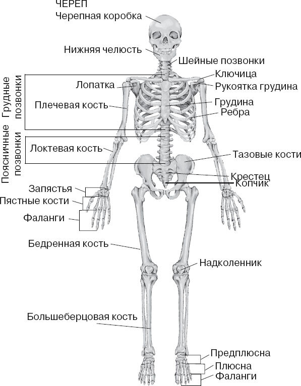 Анатомия для ищущих свой пупок - _44.jpg