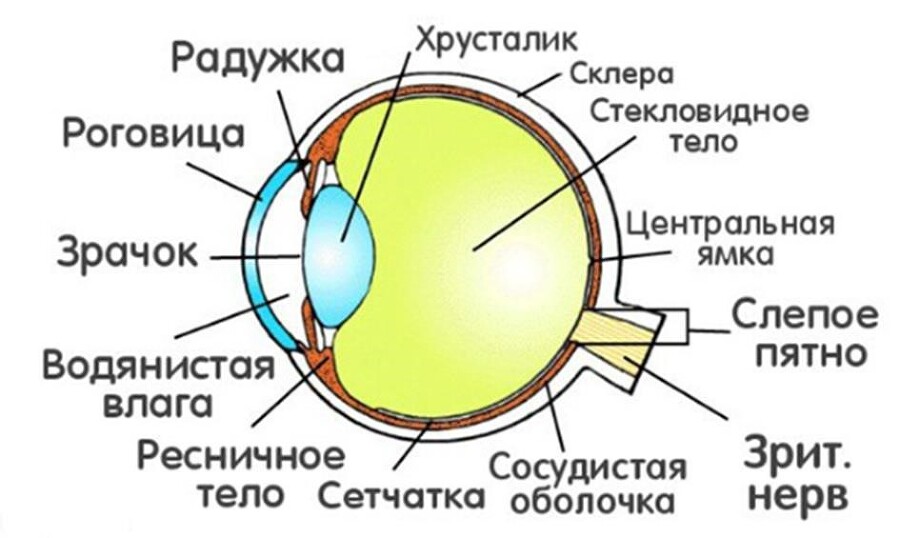 Болезни глаз у животных - _3.jpg