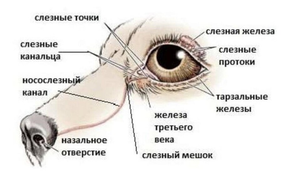 Болезни глаз у животных - _4.jpg