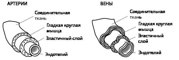 Кровавый коктейль. Из чего состоит и как функционирует ваша кровь - i_001.jpg