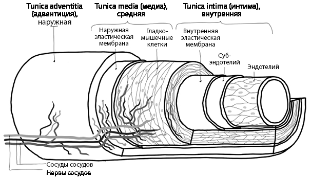 Кровавый коктейль. Из чего состоит и как функционирует ваша кровь - i_002.jpg