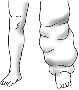 Кровавый коктейль. Из чего состоит и как функционирует ваша кровь - i_007.jpg