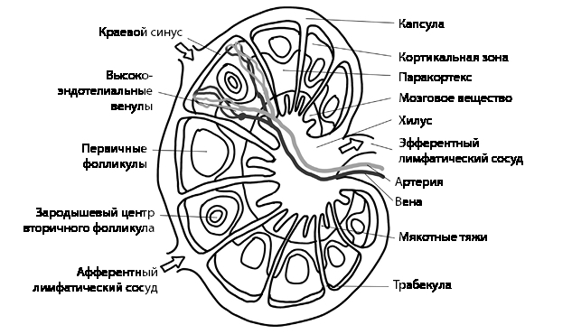 Кровавый коктейль. Из чего состоит и как функционирует ваша кровь - i_008.jpg