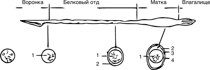 Почему динозавры не вымерли - i_007.png