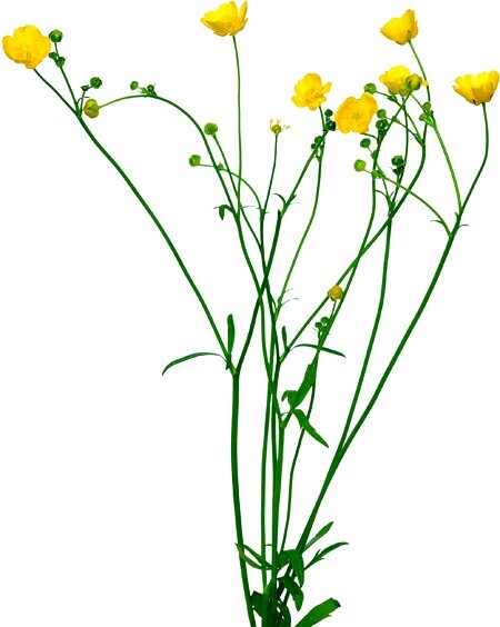 Лекарственные цветы и травы. Наглядный карманный определитель - i_035.jpg